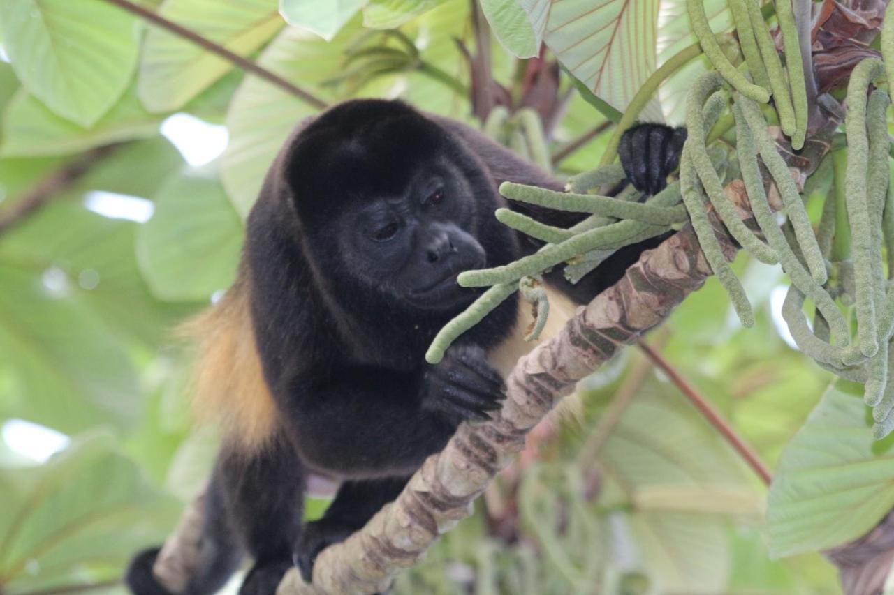 Eden Jungle Lodge Bocas del Toro Zewnętrze zdjęcie