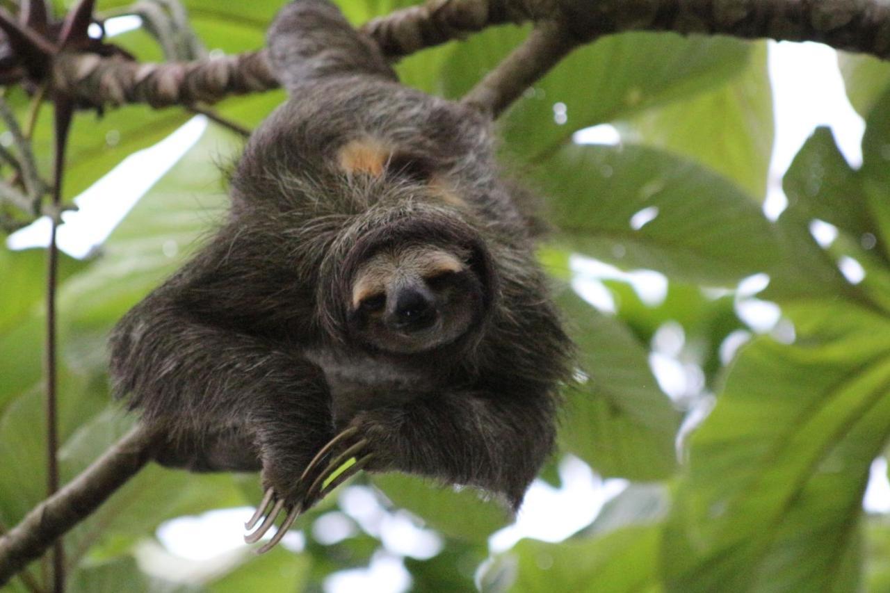 Eden Jungle Lodge Bocas del Toro Zewnętrze zdjęcie