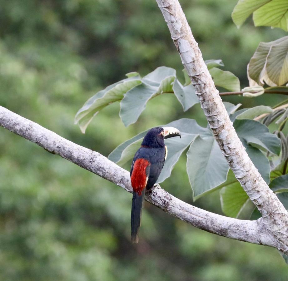 Eden Jungle Lodge Bocas del Toro Zewnętrze zdjęcie