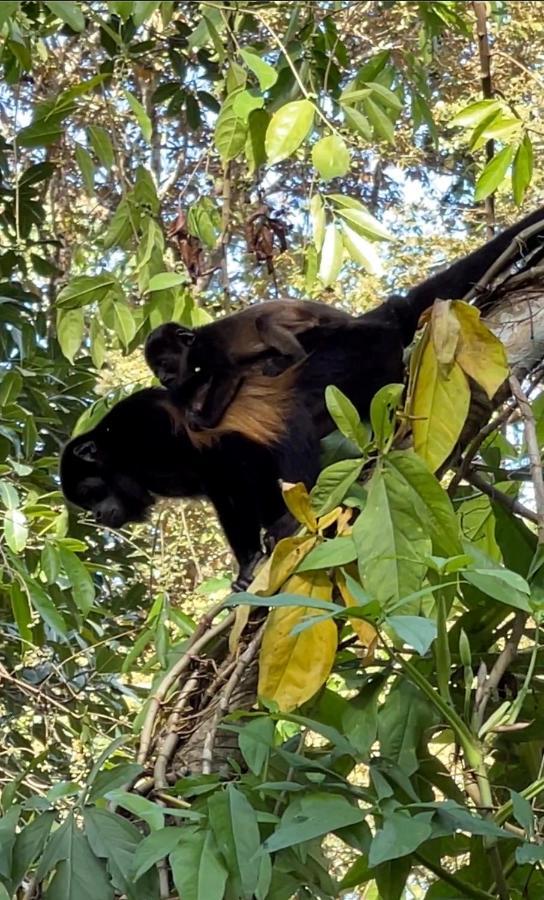 Eden Jungle Lodge Bocas del Toro Zewnętrze zdjęcie
