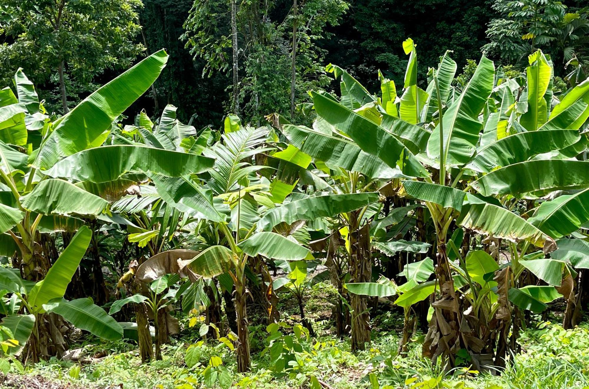 Eden Jungle Lodge Bocas del Toro Zewnętrze zdjęcie