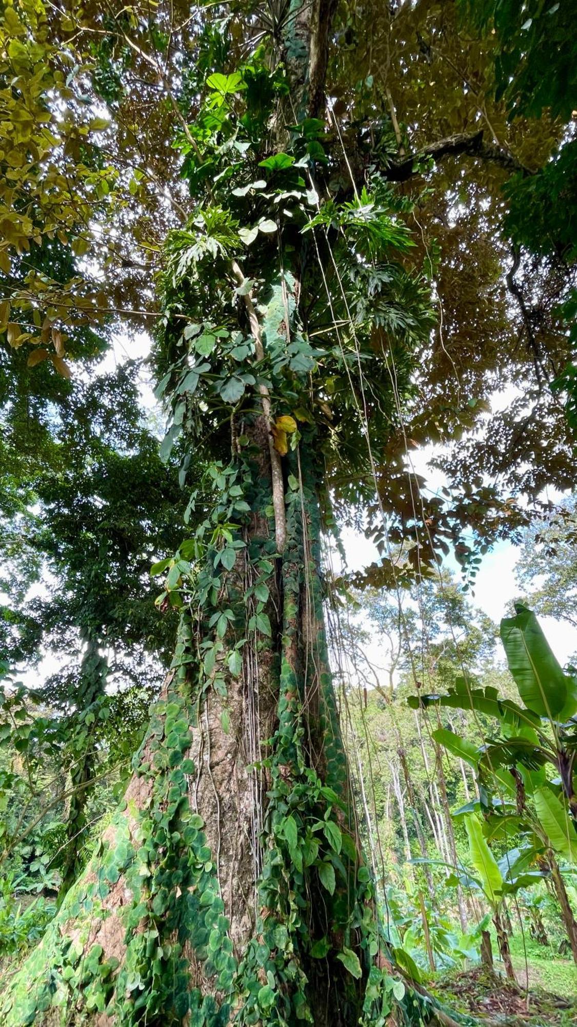Eden Jungle Lodge Bocas del Toro Zewnętrze zdjęcie